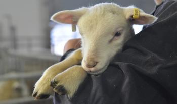 A white lam being held in someone's arms.