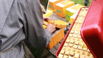 A person in grey working on bee samples at a workstation. 
