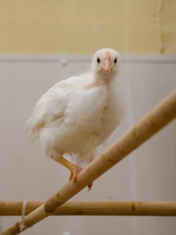 A young white-feathered chicken standing on a wooden perch. Another perch intersects it in the background.