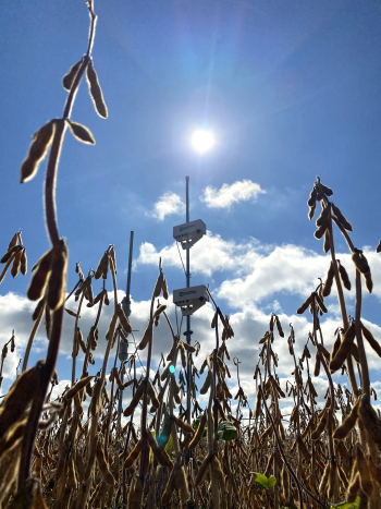 A field with soybeans with a blue sky overhead.