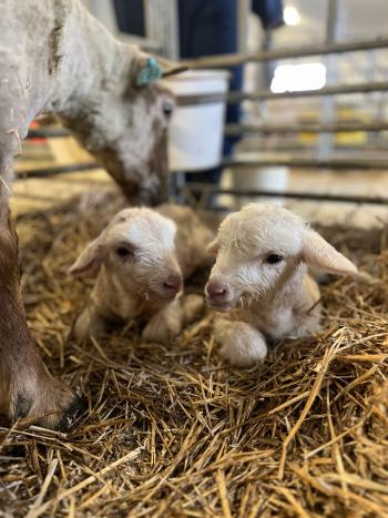 Two baby lambs sitting in hay with their mother reaching over them.