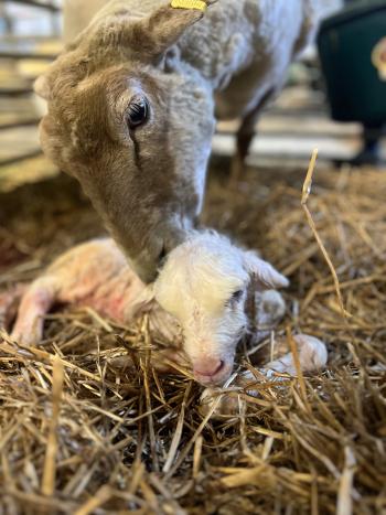 A mother lamb being cleaned by their mother.