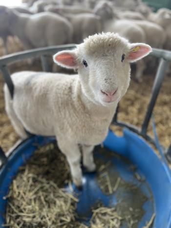 A lamb standing in a blue feeder.