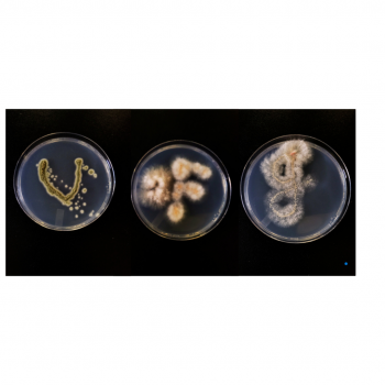 Three small dishes with mould at it various stages 