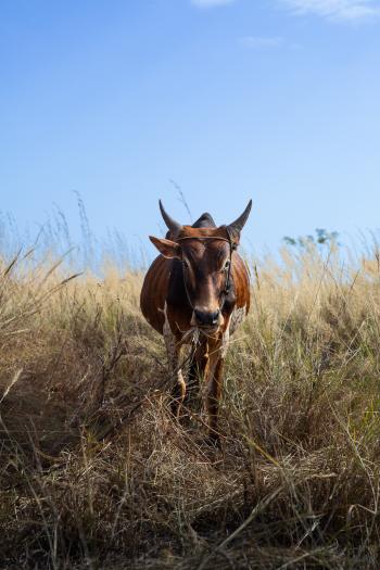 A horned cow moving through a dry field.