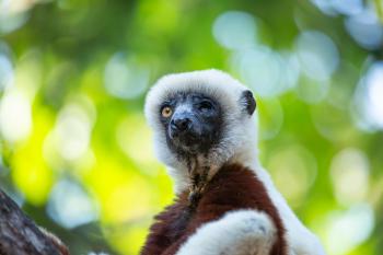 A one-eyed black and brown Coquerel's Sifak.