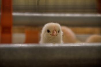 A yellow chick facing the camera, peeking her head over a grey feeder.
