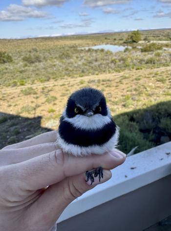  researcher gently holds a small black-and-white bird with bright yellow eyes after removing it from a mist net during a bird banding survey. The bird faces the camera while a grassy South African landscape and blue sky are softly blurred in the background.
