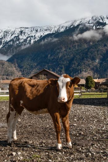 A brown cow standing outside with mountains in the distance.
