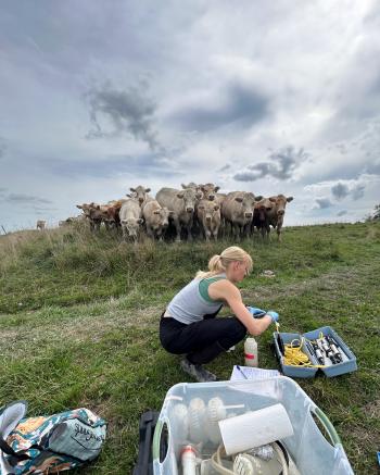 A researcher conducting field-based water quality monitoring on a cattle farm with a herd of cows in the background.