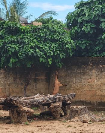 A goat in rural Senegal reaching high for an afternoon snack.