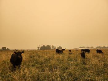 Several black cows standing in the field with a yellow sky from the forest fire smoke