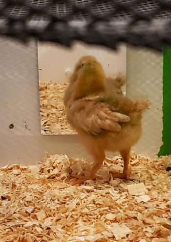 A biege chicken looking into a mirror at its reflection