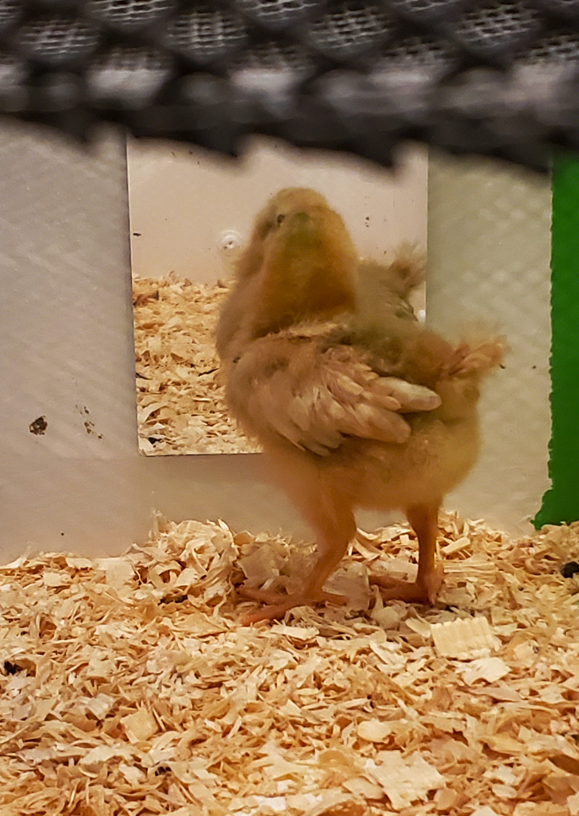 A biege chicken looking into a mirror at its reflection