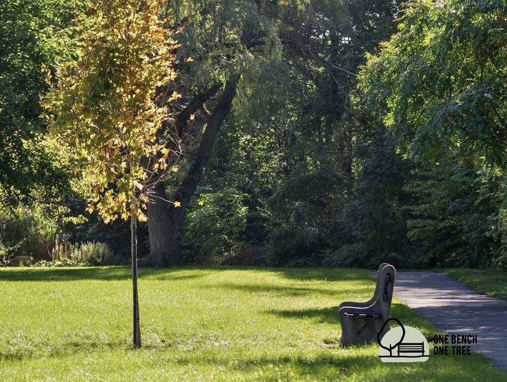 One bench and small planted tree surrounded by grass and large trees.