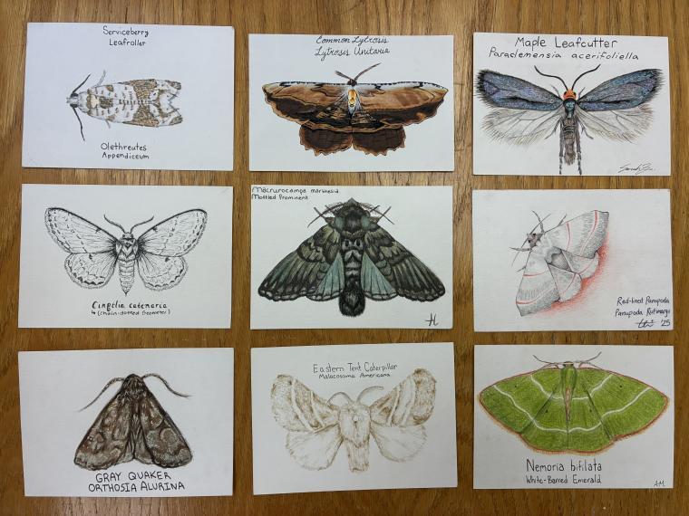 Collection of nine drawings of insects