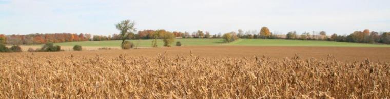 field of soybeans