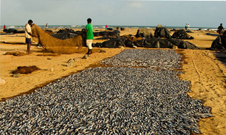 Two men emptying fish caught in net at the ocean beach