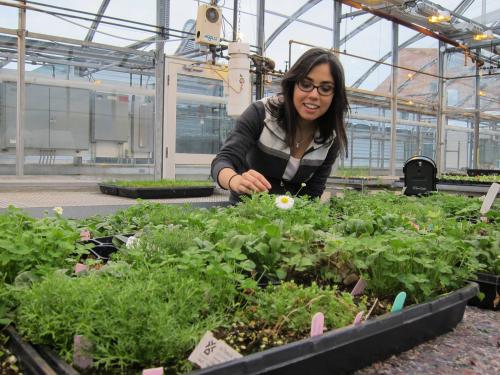 Laura Williams checks plants she is growing in University of Guelph greenhouse