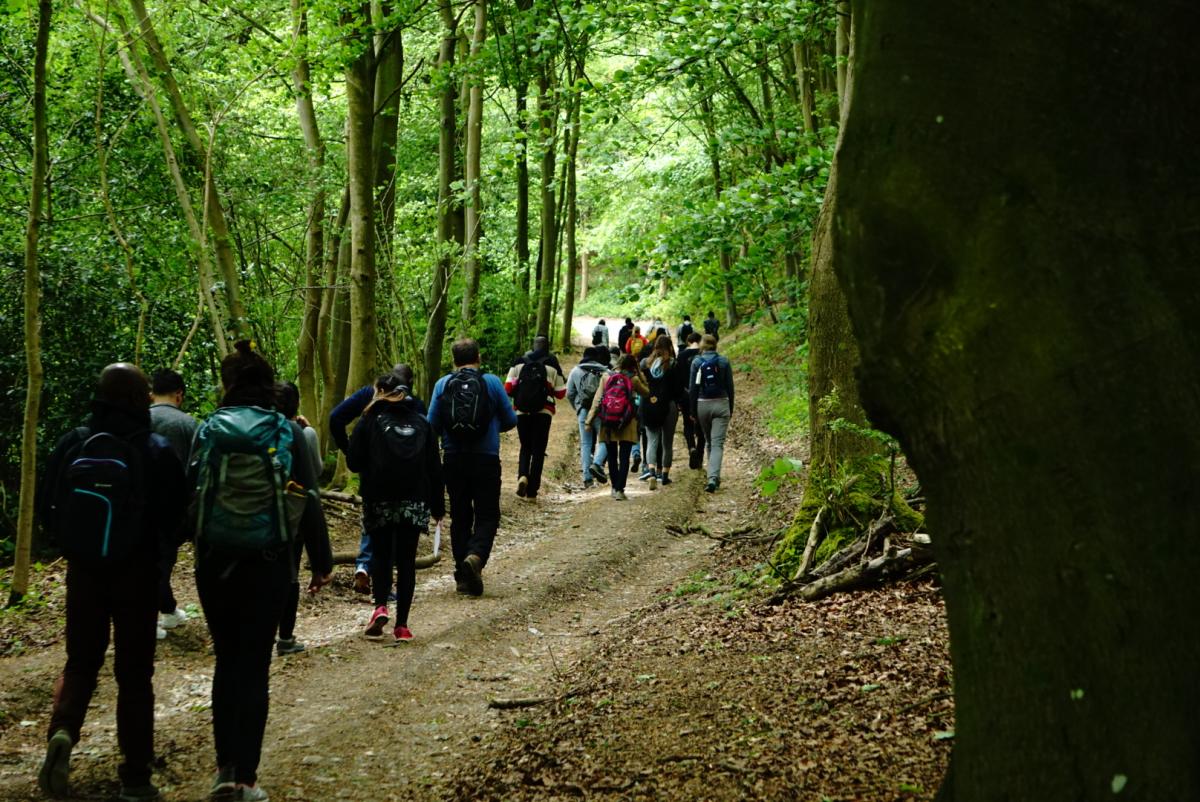 Group walking in the woods