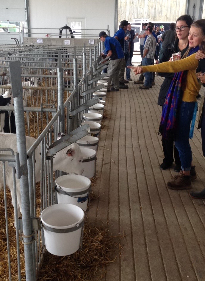 Students looking at cows in barn