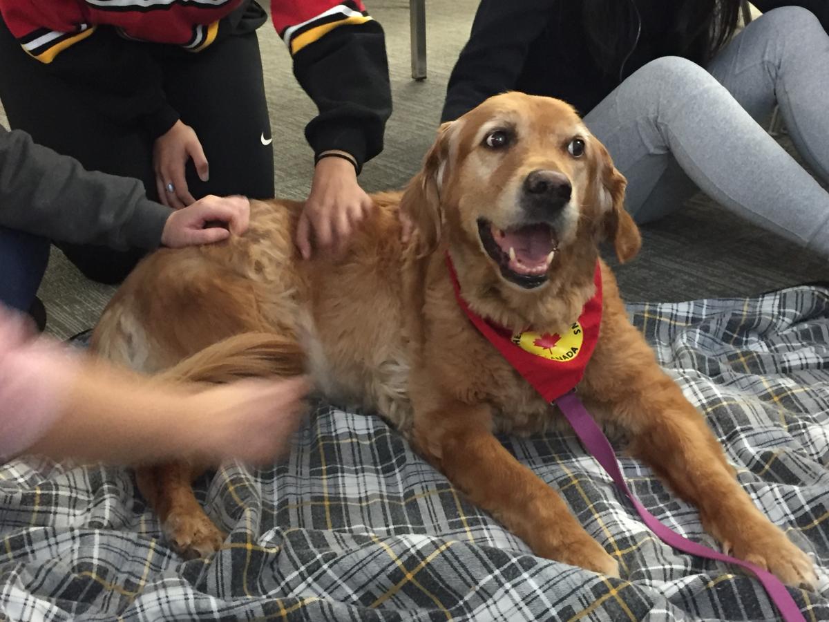 Ziggy the dog being petted by students