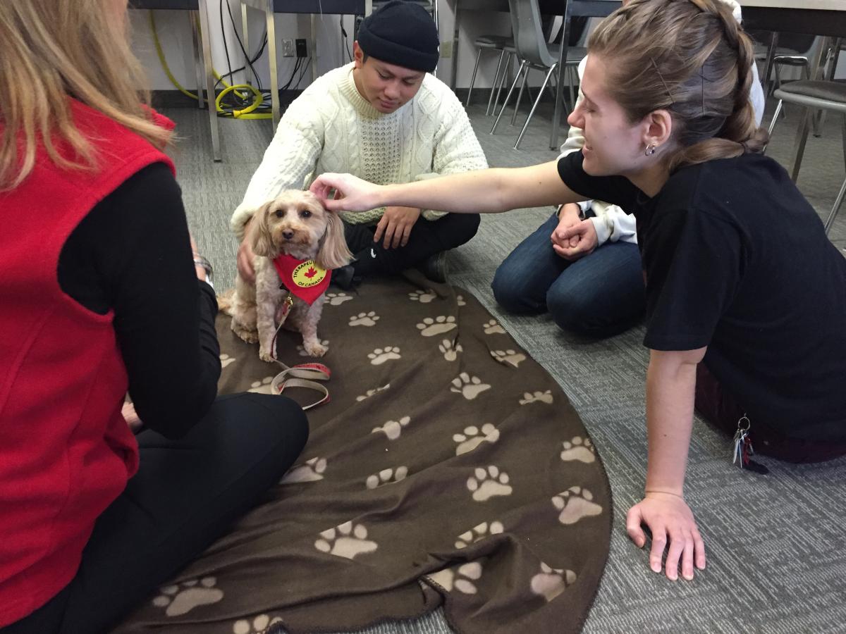 Milo the dog being petted by students