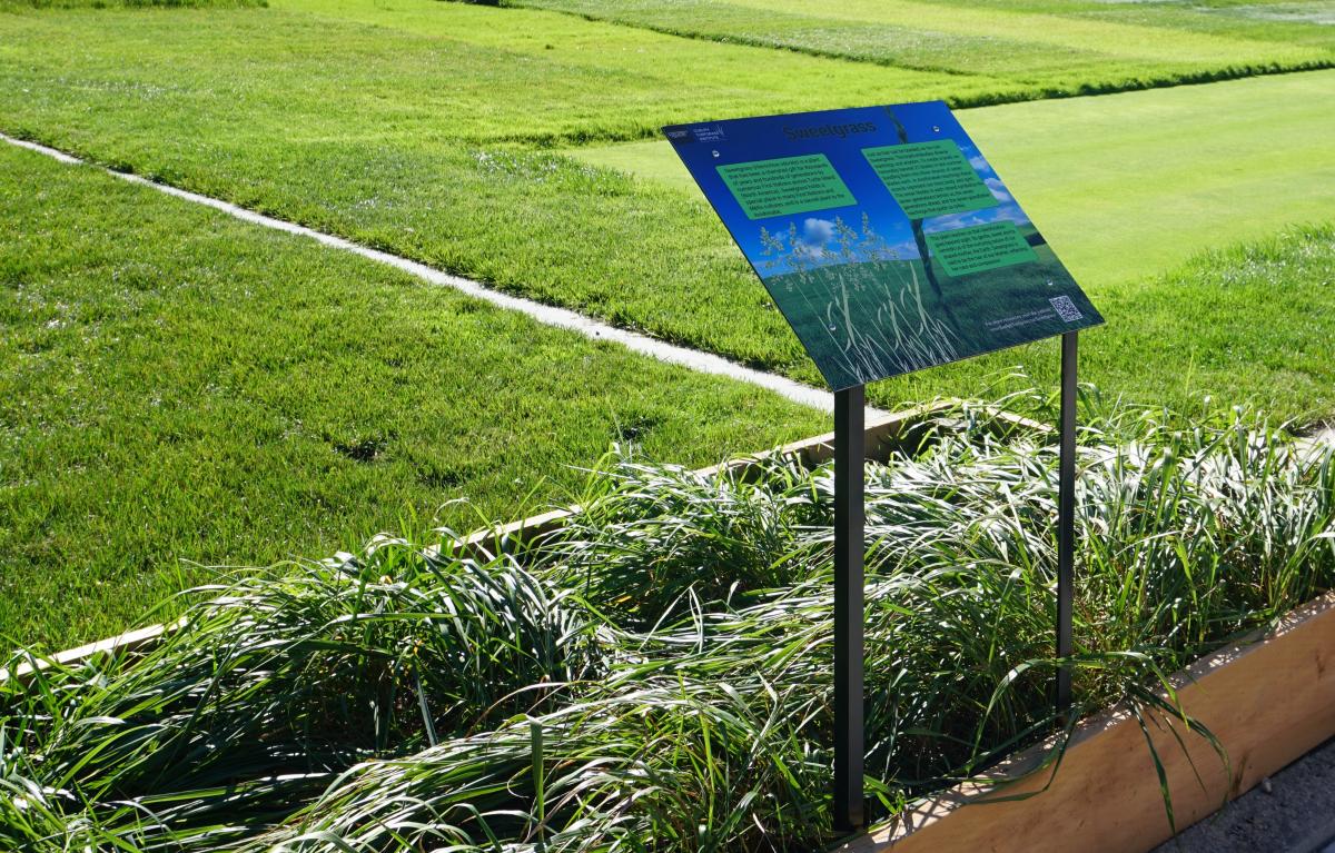 Sweetgrass field at the Guelph Turfgrass Institute