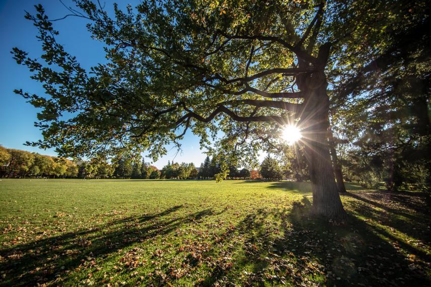 A green space on the University of Guelph campus.