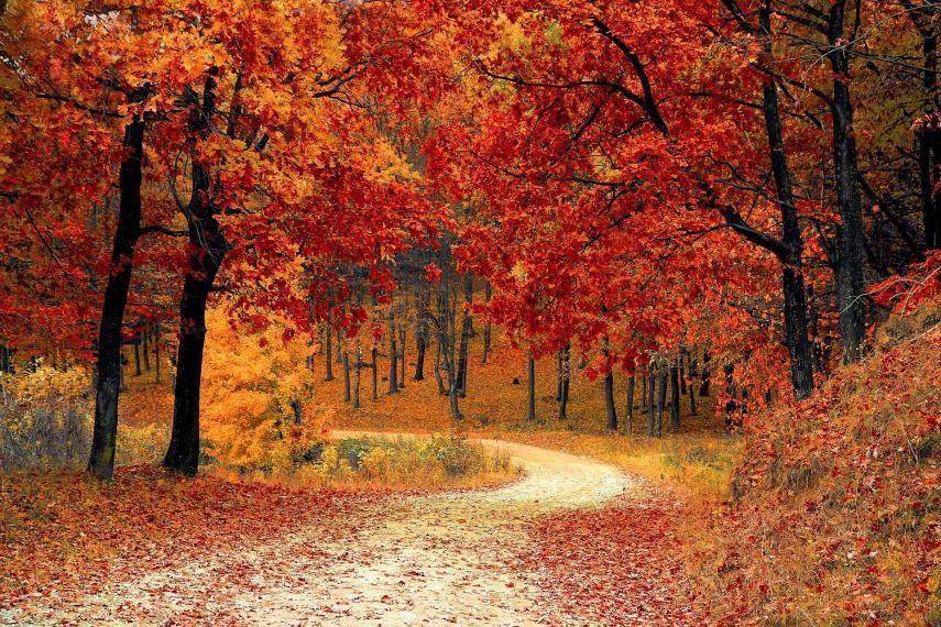 Road through autumn scenery
