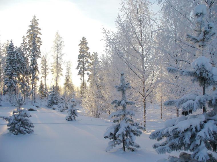 Snow on pine trees